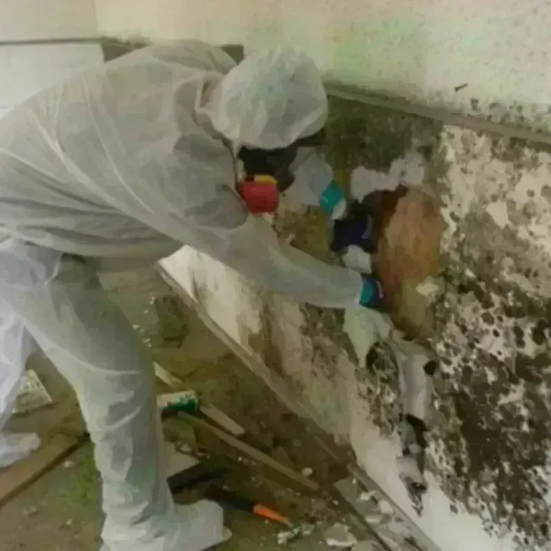 Mold Remediation and Removal in Marion County, MS